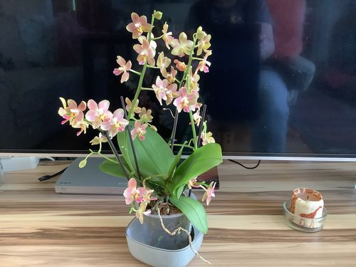 Customer photo review of Duftorchidee Lemon Spice mit 4 Stielen