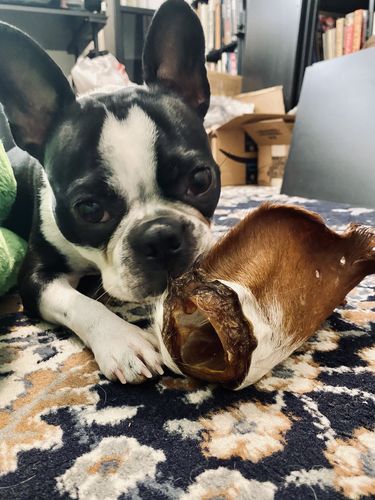 Customer photo review of Hairy Cow Ears - Natural Beef Ears with Hair