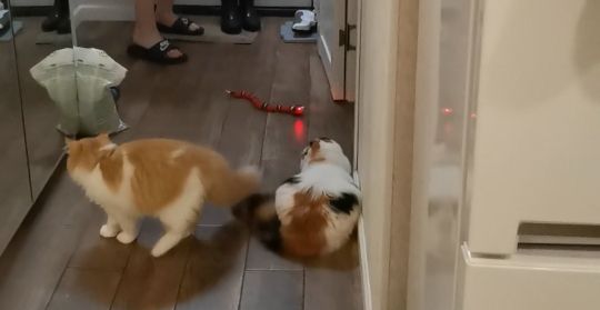Customer photo review of Smart Sensing Snake