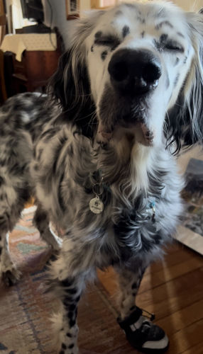 Customer photo review of Evergreen