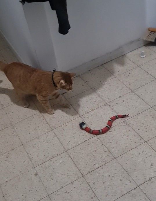 Customer photo review of Smart Sensing Snake