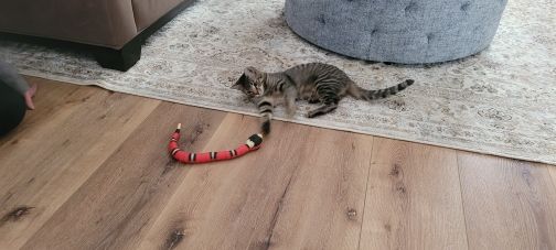 Customer photo review of Smart Sensing Snake