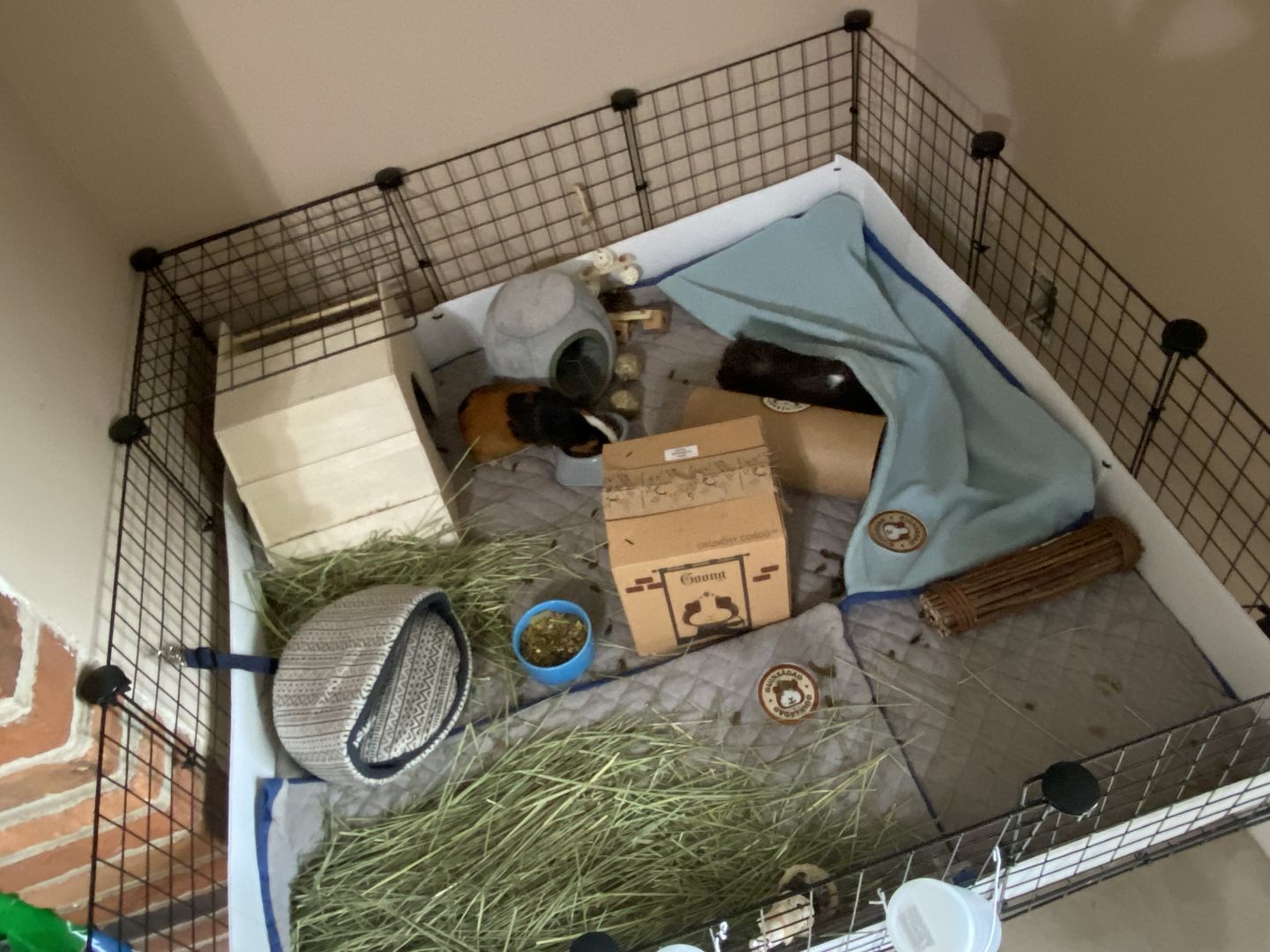 Customer photo review of GuineaDad Liner - Smaller Size Fleece Liner Without Pockets