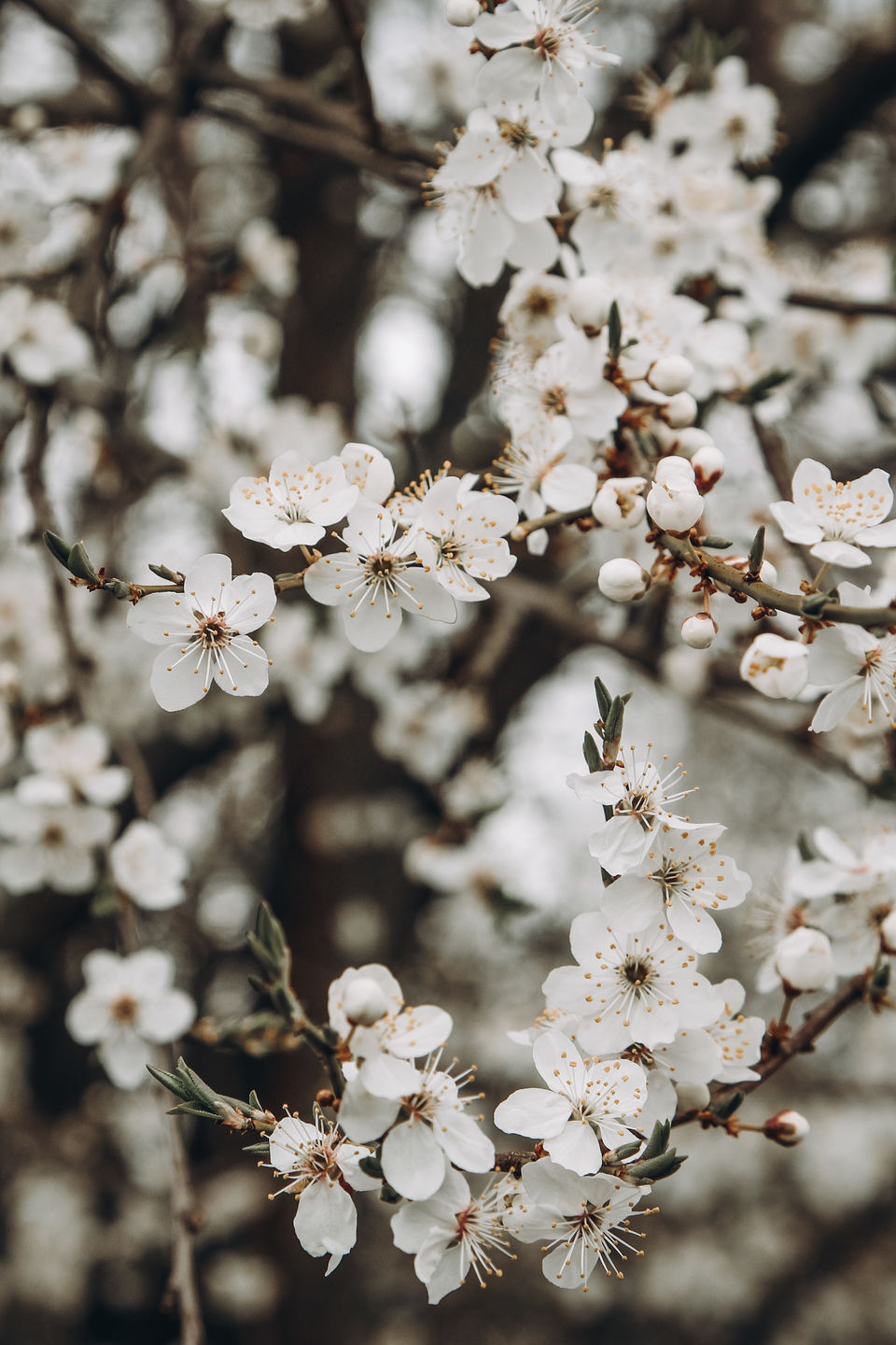 Customer photo review of GOLDEN HOUR LIGHTROOM PRESETS