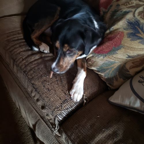 Customer photo review of Jerky Dog Treats Variety Pack