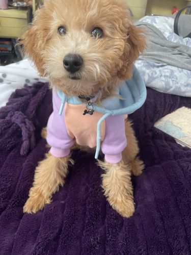 Customer photo review of Cotton Candy Dog Hoodie