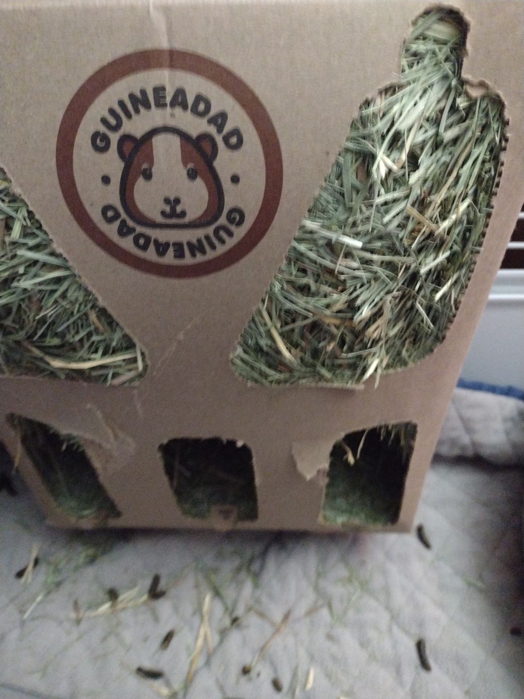Customer photo review of GuineaDad Nourish Series - Orchard Hay for Guinea Pigs (3 Pack)
