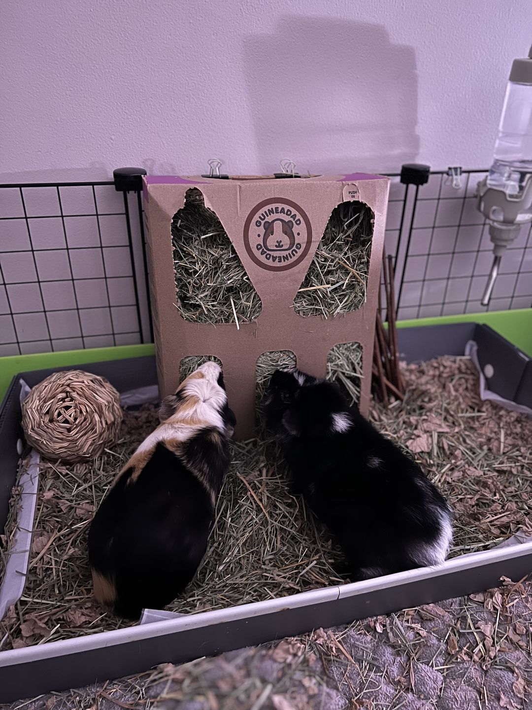 Customer photo review of GuineaDad Nourish Series - Orchard Hay for Guinea Pigs (3 Pack)