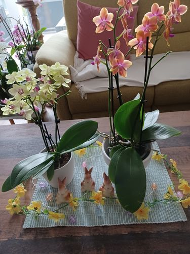 Customer photo review of Table Dance Sunny mit gelben Blüten und rosa Lippe und 3+ Stielen