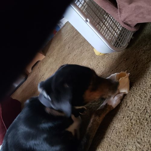 Customer photo review of Cow Ears For Dogs