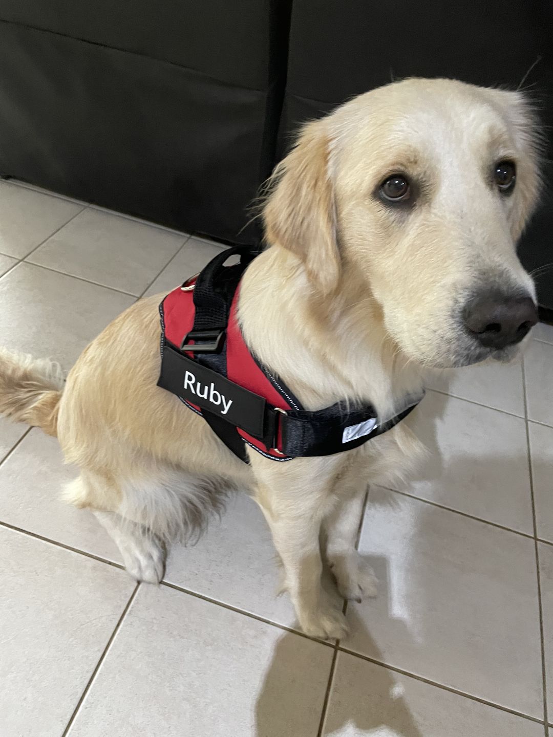 Customer photo review of Waterproof Pet Car Seat Cover With Mesh Window + Free Buckle Leash