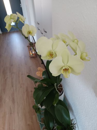 Customer photo review of Große Two of Us Helidor mit großblumigen grün-gelben Blüten und 3 Stielen