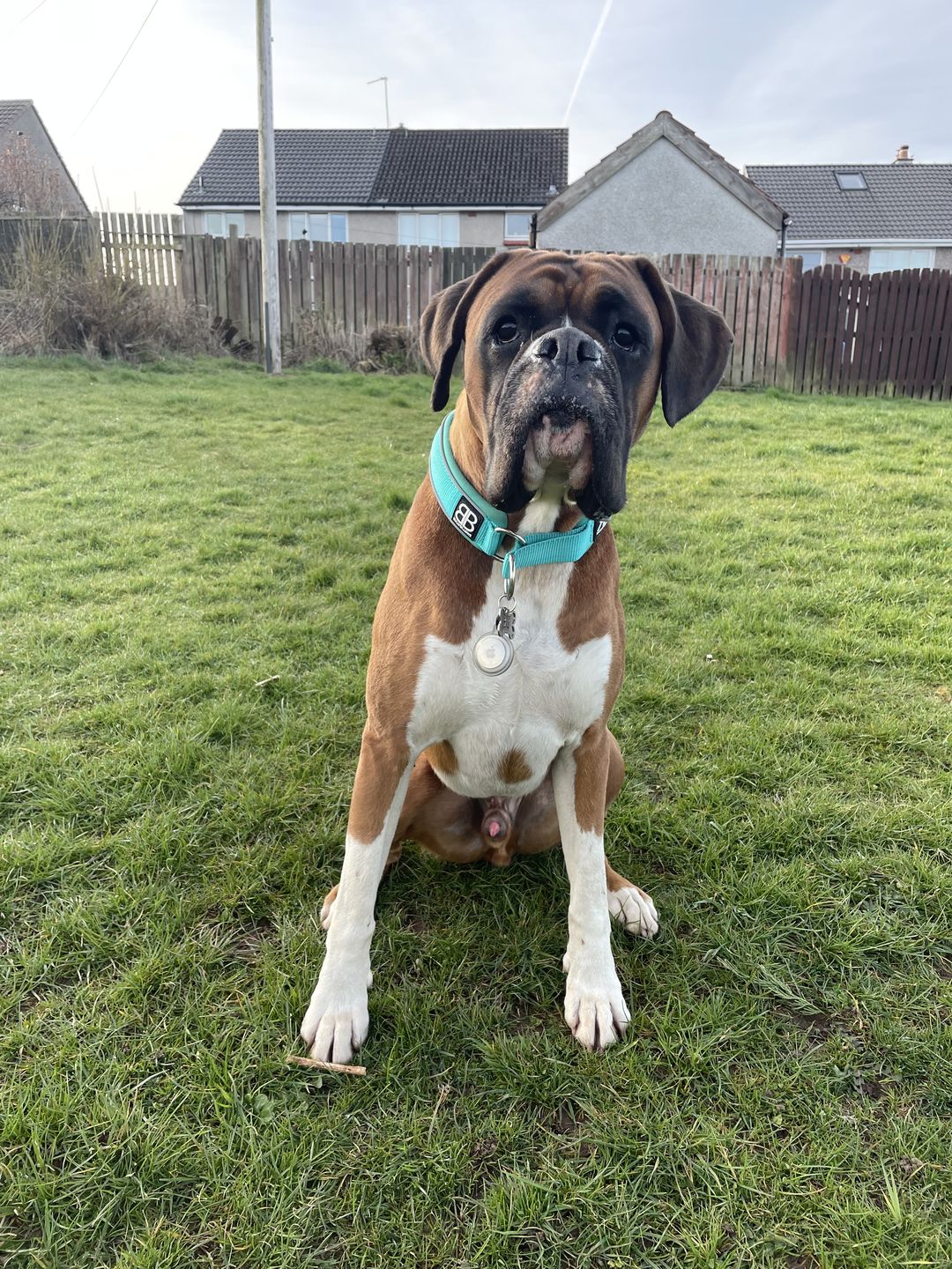 Customer photo review of 4cm RR Collar | Soft Padded & Reflective | Series 2 - Turquoise