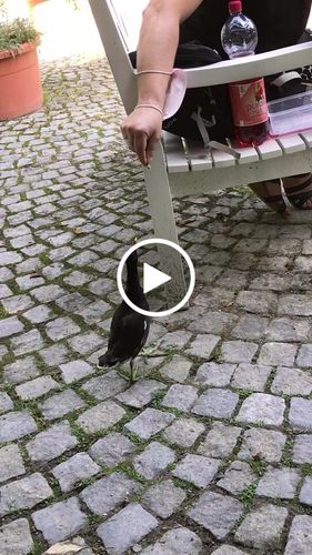 Customer video review of BlackTasty™ Getrocknete Soldatenfliegenlarven