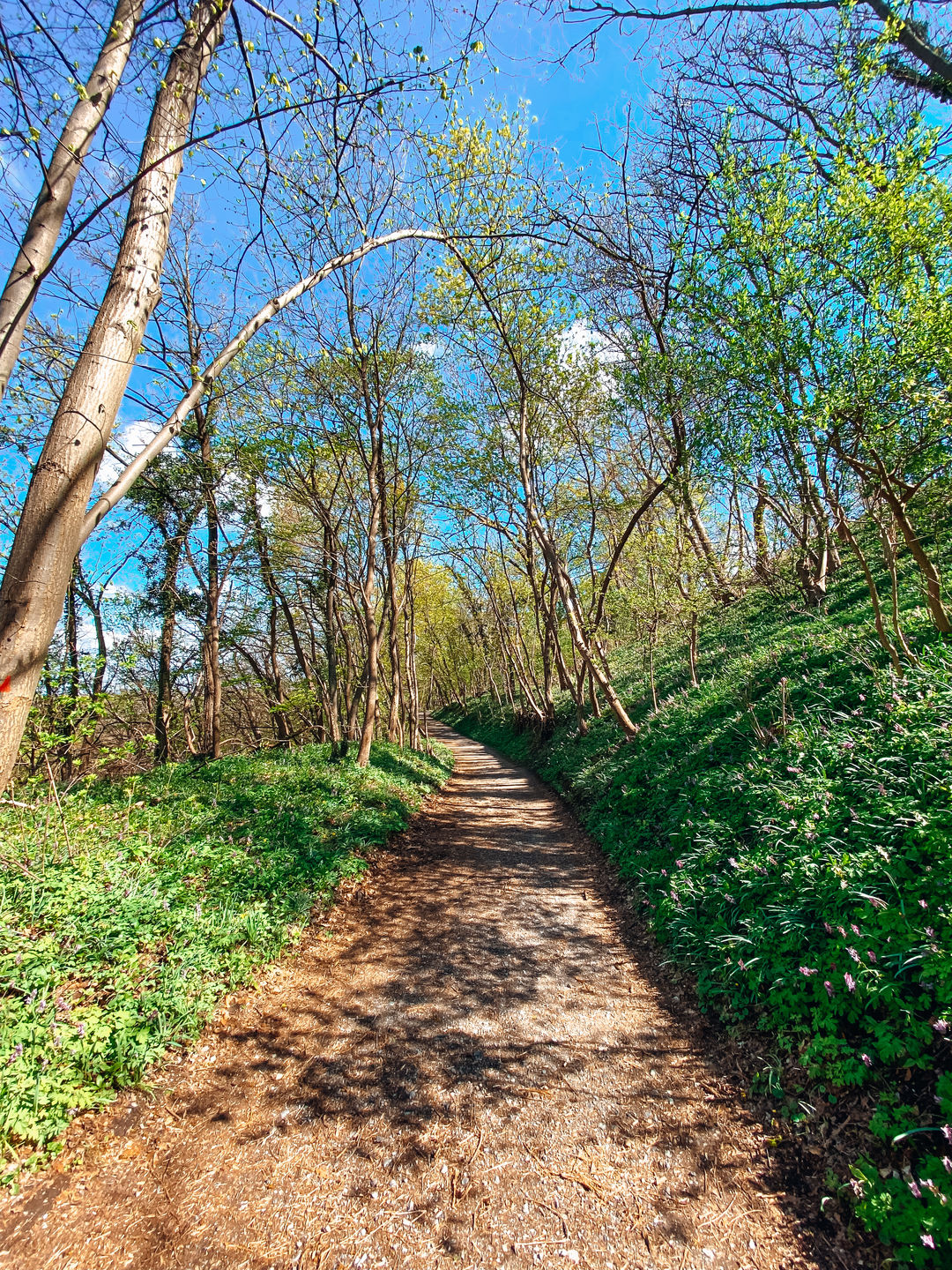 Customer photo review of NATURE LIGHTROOM PRESETS