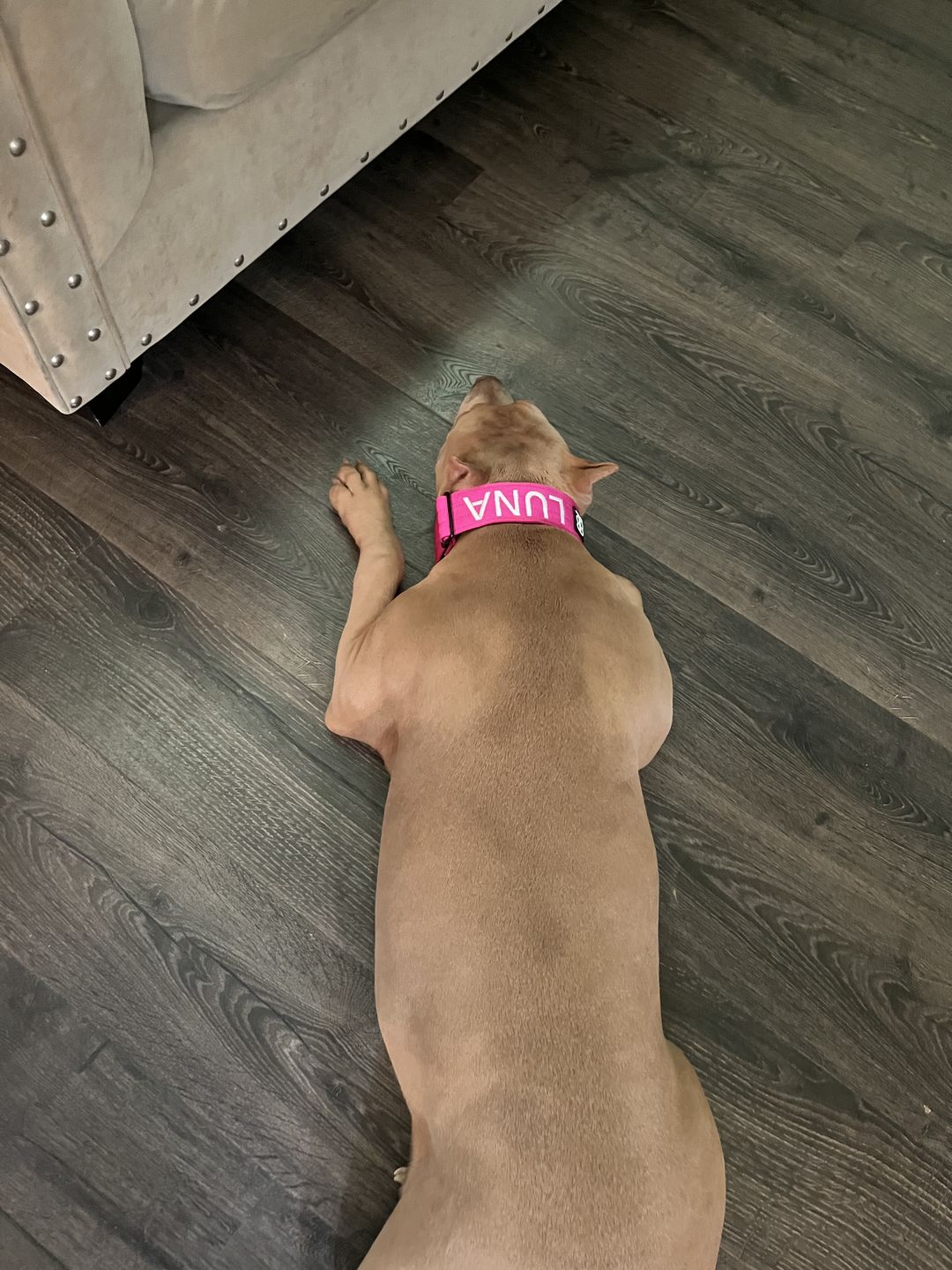 Customer photo review of 4cm Combat® Collar | Rated Clip - NO HANDLE - Magenta v2.0