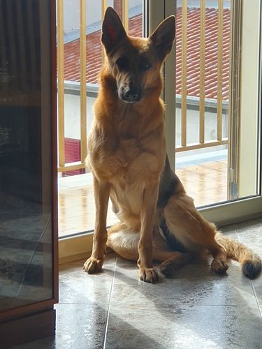 Customer photo review of Imperial Food® 1st Class - Maiale & Aringa dei Mari del Nord