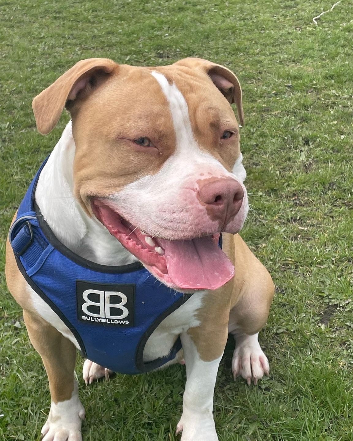 Customer photo review of ID Dog Tag - Rose Gold (With Gift Box)