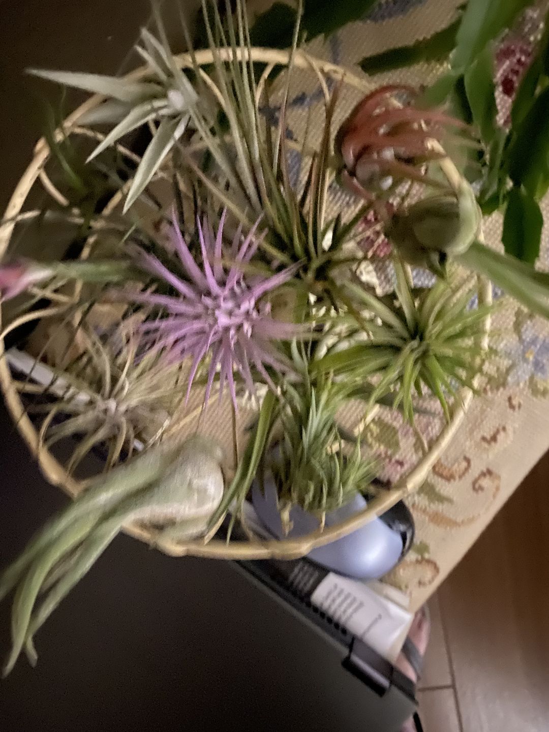 Customer photo review of Ionantha Guatemala