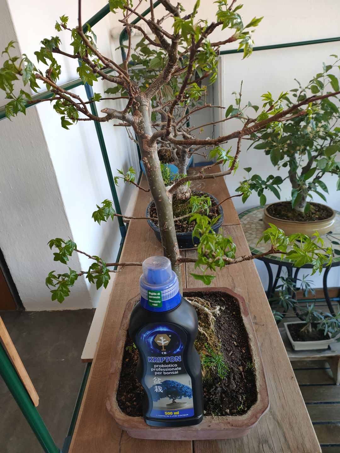 Customer photo review of KRIPTON CB® (Probiotico professionale per bonsai)