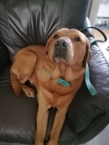 Customer photo review of Personalised Leather Dog Collar & Lead