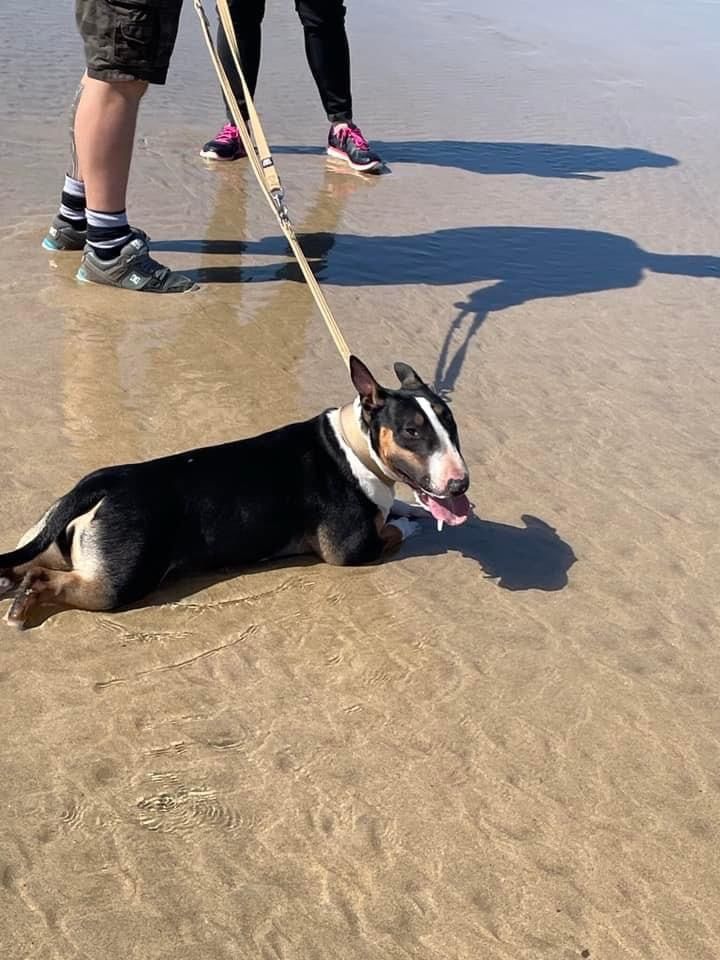 Customer photo review of Double Ended Training Lead | All Breeds - Durable & Soft 2m Lead - Military Tan