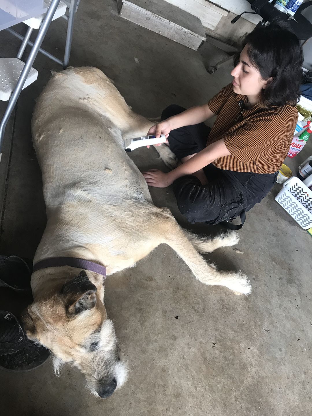 Customer photo review of Dog Hair Clippers