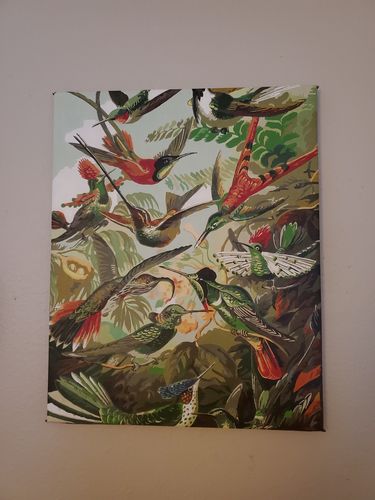 Customer photo review of Hummingbirds - Ernst Haeckel