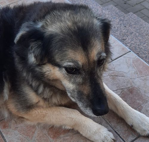 Customer photo review of Schlüssel- Anhänger mit Foto "Hund"