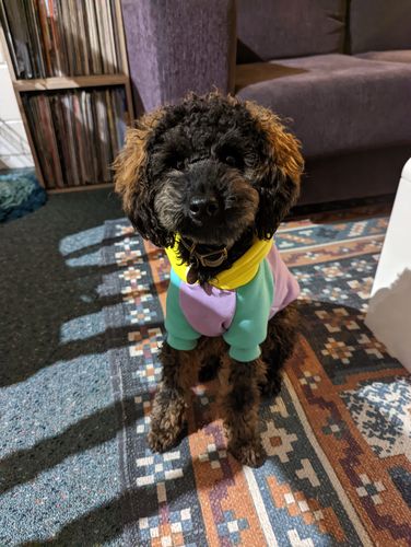 Customer photo review of Purple Turquoise Yellow Color Block Dog Hoodie (Matching) XL