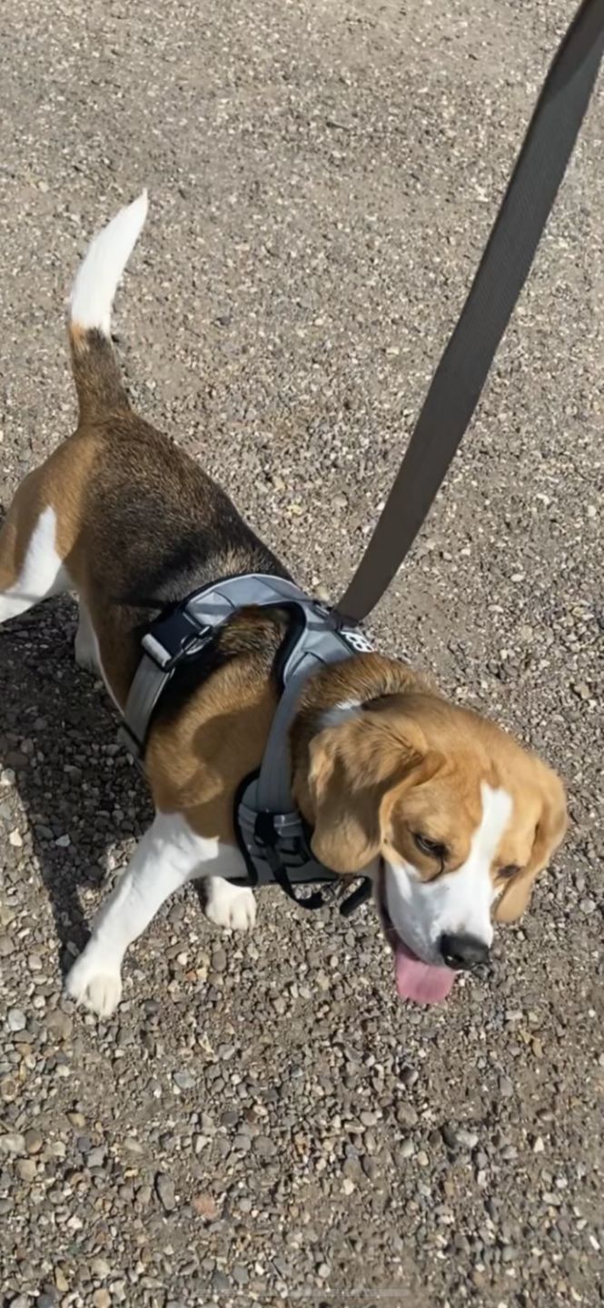Customer photo review of Nylon Snap Hook Lead | Series 2 - Metal Grey