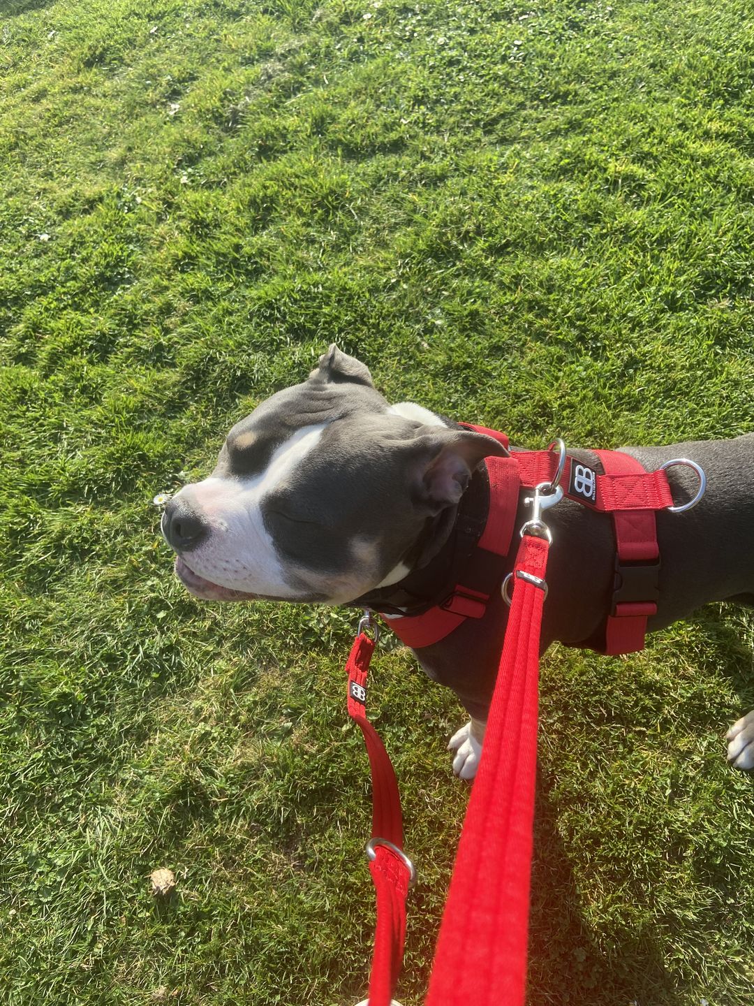 Customer photo review of Double Ended Training Lead | All Breeds - Durable & Soft 2m Lead - Red