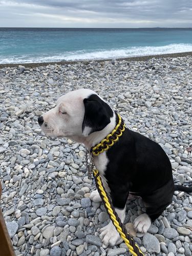 Customer photo review of COLLIER + LAISSE "BLACK & YELLOW ARMY"