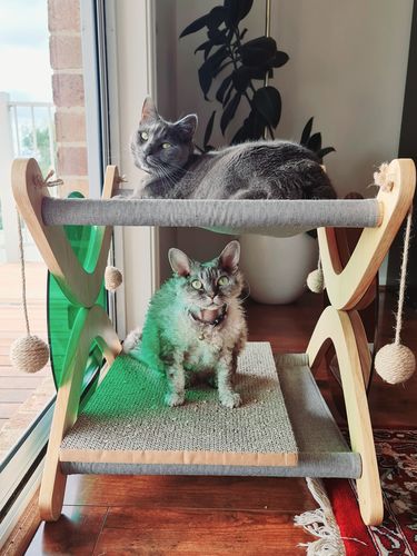 Customer photo review of Pidan Pet Nest for Cats Double-Storey Cozy Cat Bed
