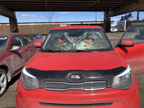 Customer photo review of Red Eyes Of Owl Car Sunshade