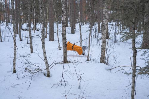 Customer photo review of Recovery Raincoat Orange for Dogs