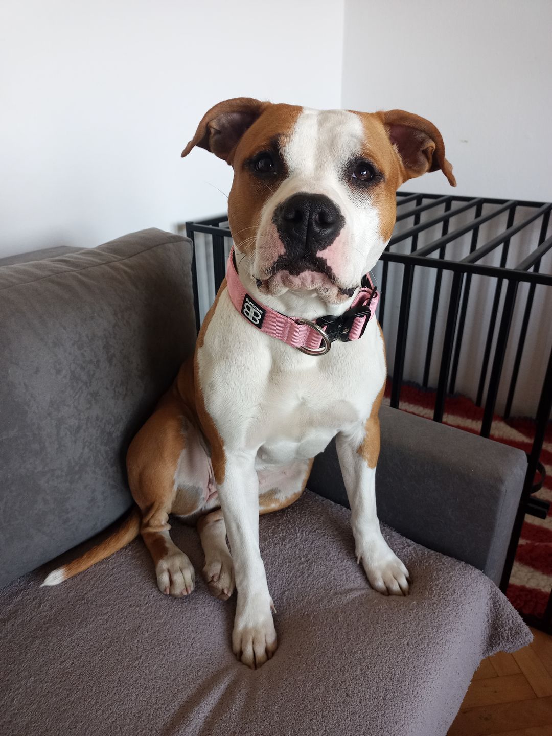 Customer photo review of 4cm Combat® Collar | Rated Clip - NO HANDLE - Pink v2.0