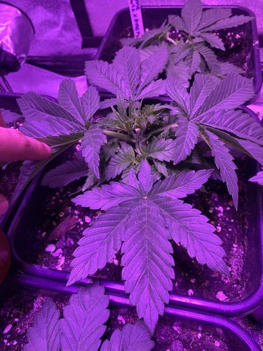 Customer photo review of Gaia Green Organic All Purpose Fertilizer 4-4-4