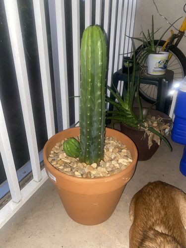 Customer photo review of San Pedro Cactus | Echinopsis pachanoi