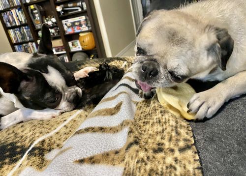 Customer photo review of Hairy Cow Ears - Natural Beef Ears with Hair