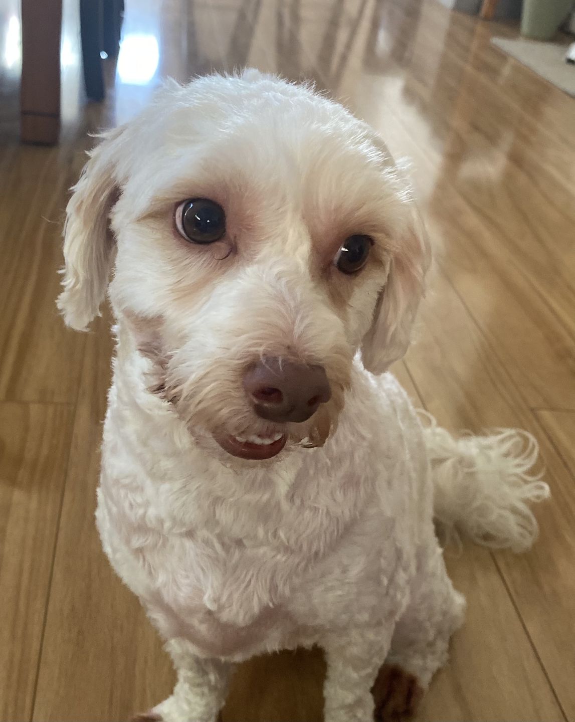 Customer photo review of Dog Hair Clippers