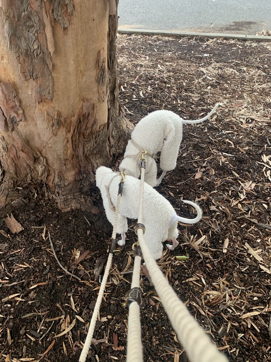 Customer photo review of HARNESS - Taupe