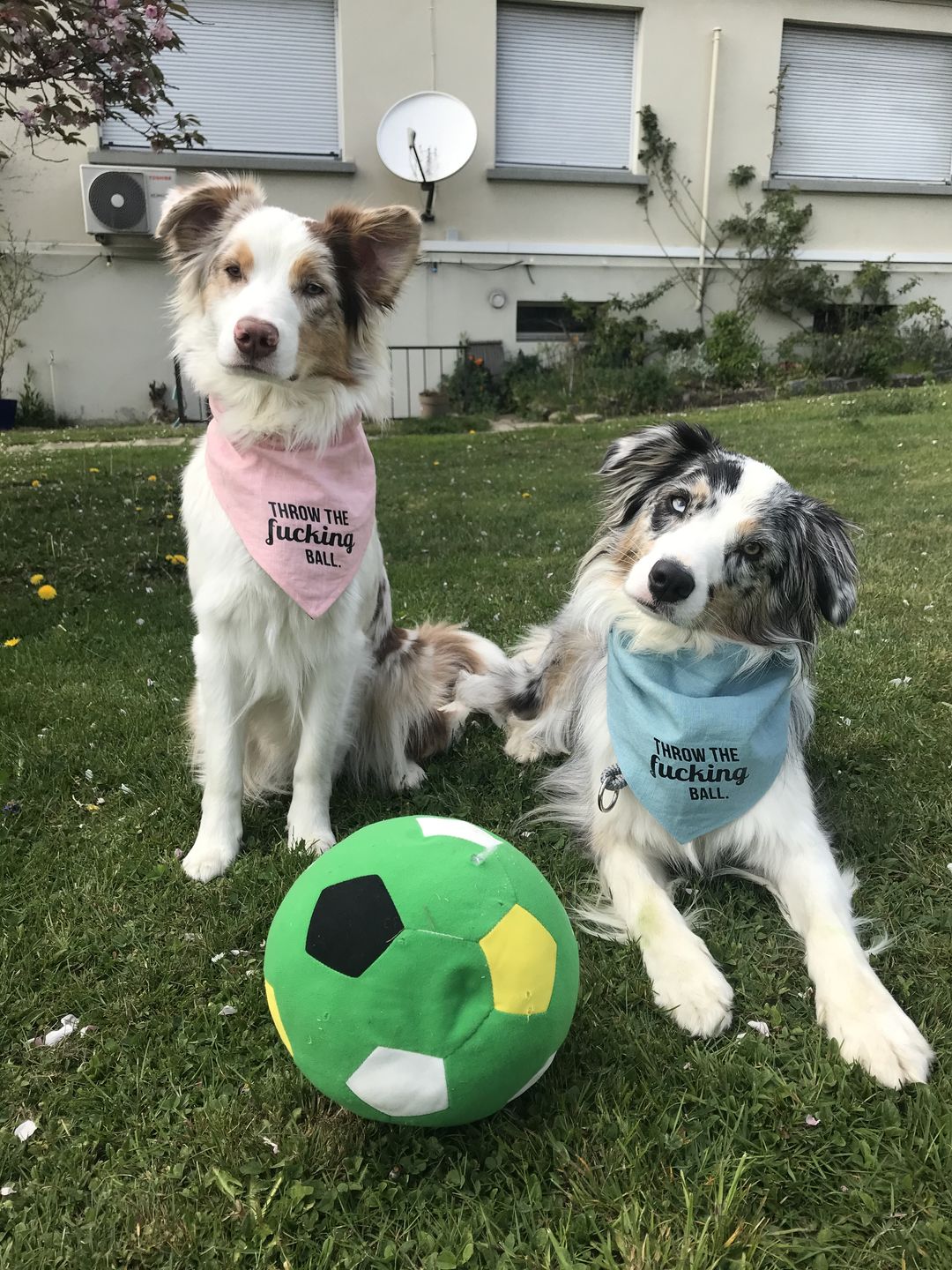 Customer photo review of Hundekekse - Kürbis-Huhn - 2 mg CBD - Total 480 mg CBD