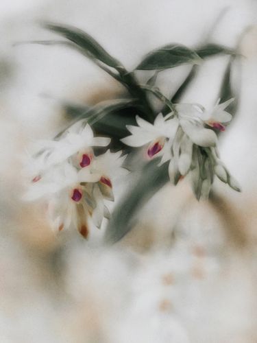 Customer photo review of BOHO WEDDING LIGHTROOM PRESETS