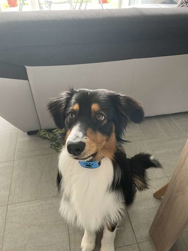 Customer photo review of Collier Anti Aboiement PuppySafe