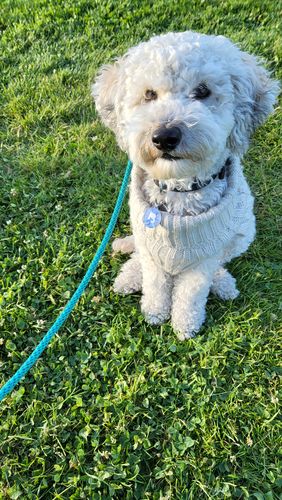 Customer photo review of Fetch