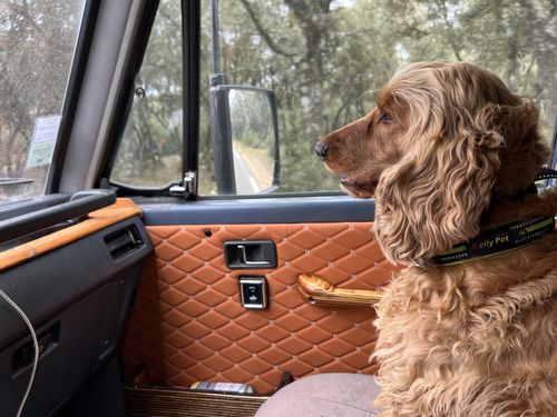 Customer photo review of Collier Anti Aboiement PuppySafe