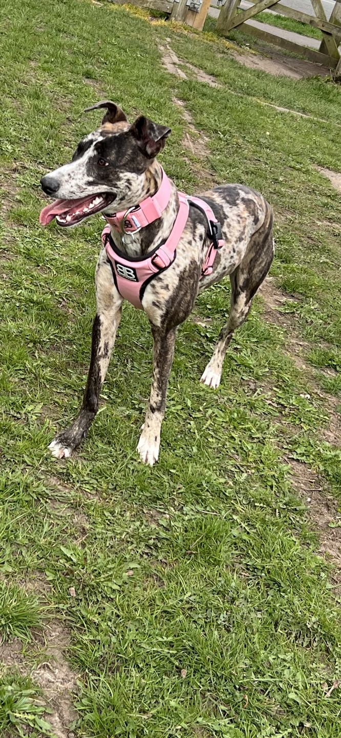 Customer photo review of 5cm Nylon Dog Collar - Pink v2.0