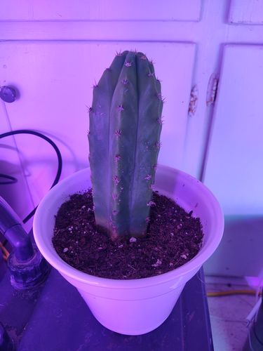 Customer photo review of San Pedro Cactus | Echinopsis pachanoi
