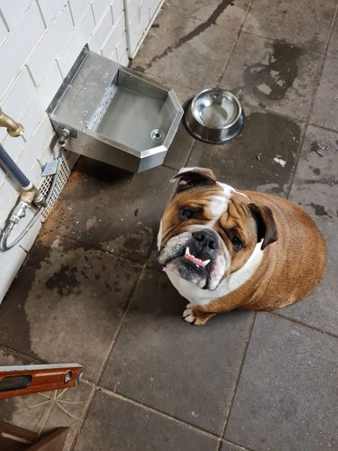 Customer photo review of Pet Rehydration Station